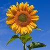 sunflowerthing
